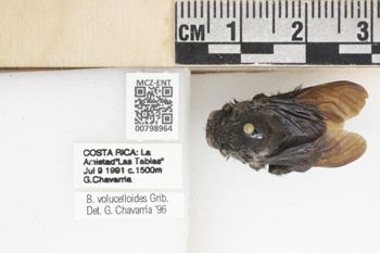 Media type: image;   Entomology 798964 Aspect: labels